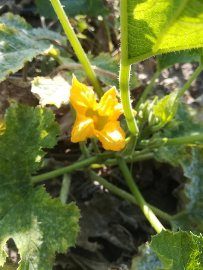 Martis Agriturismo Carrucana מראה חיצוני תמונה